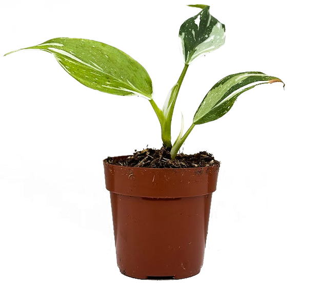 white wizard philodendron soil Philodendron White Wizard | 2.5" Pot | Easy Care Houseplant
