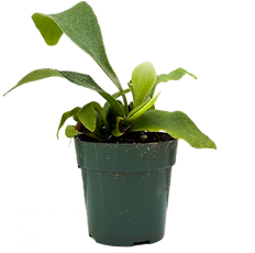 Platycerium | Staghorn Fern (XS)
