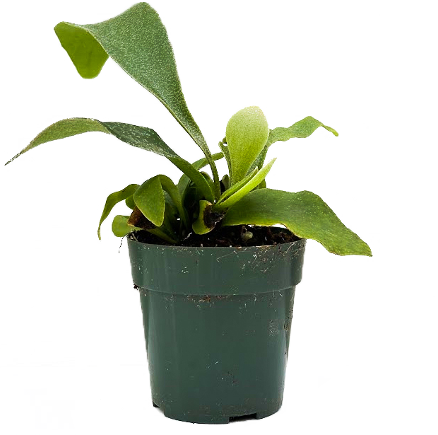 Platycerium | Staghorn Fern (XS)