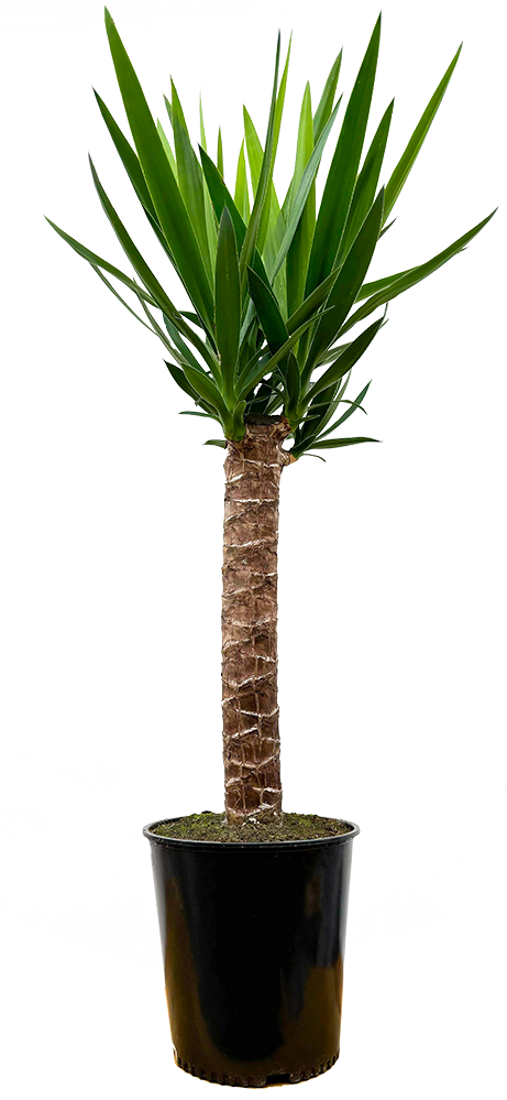 Joshua Tree Cane Yucca Single Stem (XL)