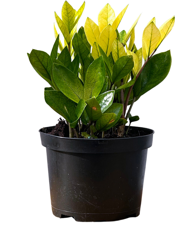 Zamioculcas | ZZ Plant | 16cm | Easy Care Houseplant | Plantsome