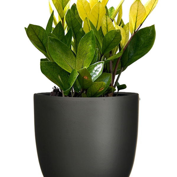 chameleon zz plant for sale Zamioculcas | ZZ Plant | 16cm | Easy Care Houseplant