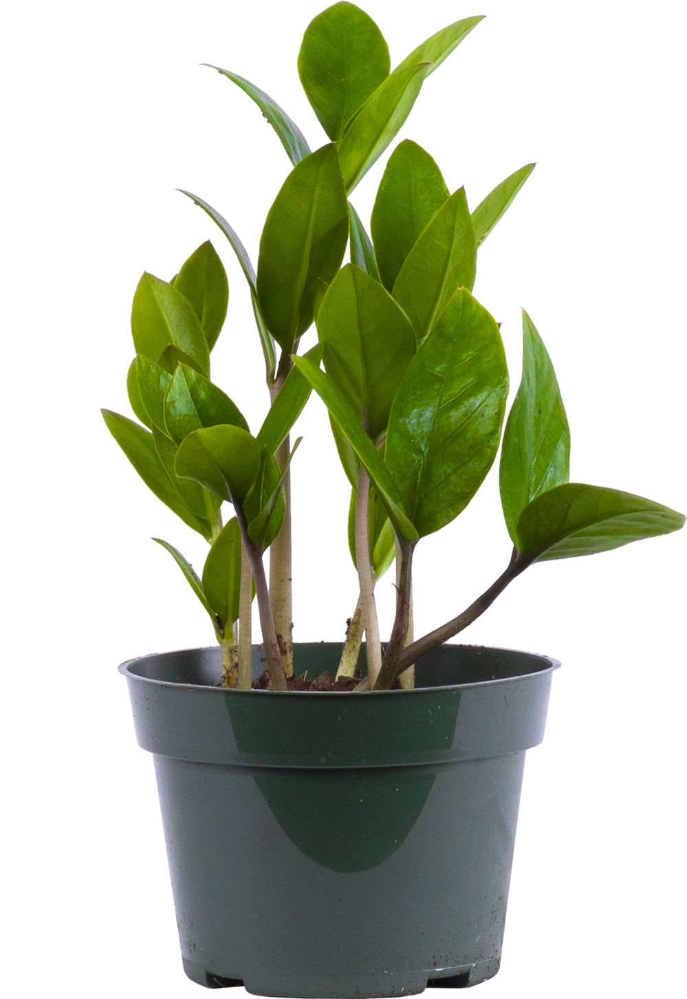 Zamioculcas (S) | ZZ Plant