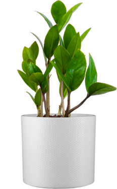 Zamioculcas (S) | ZZ Plant