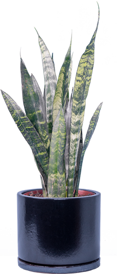 nest snake plant dark Sansevieria Black Gold Hahnii | Birds Nest Snake Plant | 4" Pot | Easy Care Houseplant