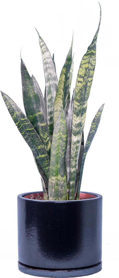 Sansevieria Zeylanica | Snake Plant (M)