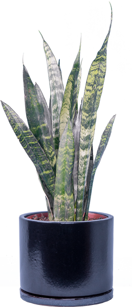 sansevieria green mermaid Sansevieria Zeylanica | Snake Plant | 6" Pot | Easy Care Houseplant