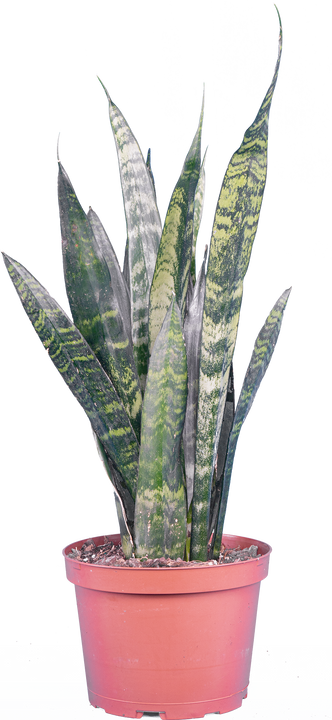 Sansevieria Zeylanica | Snake Plant (M)