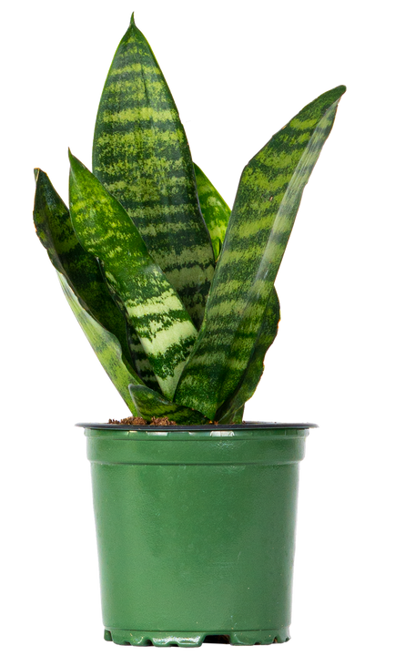 Sansevieria Zeylanica | Snake Plant (S)