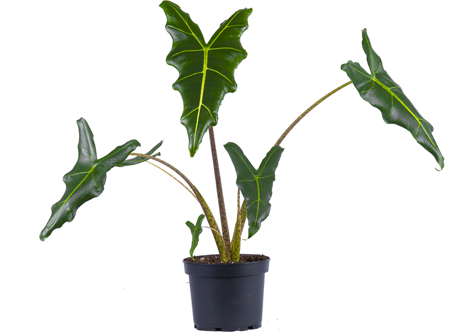 Alocasia Sarian | African Mask (M)