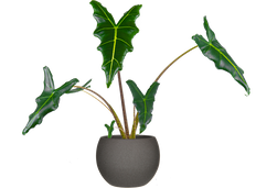 Alocasia Sarian | African Mask (M)