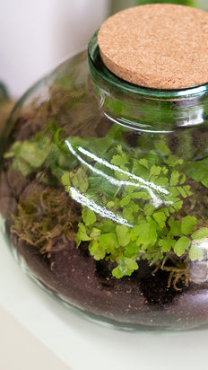 Billy the Terrarium | M