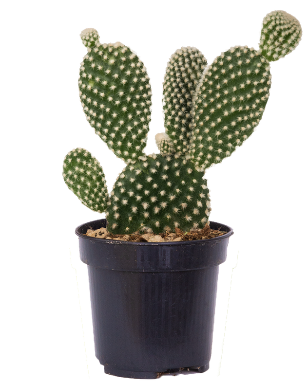 rabbit's ear indoor plant Opuntia Microdasys