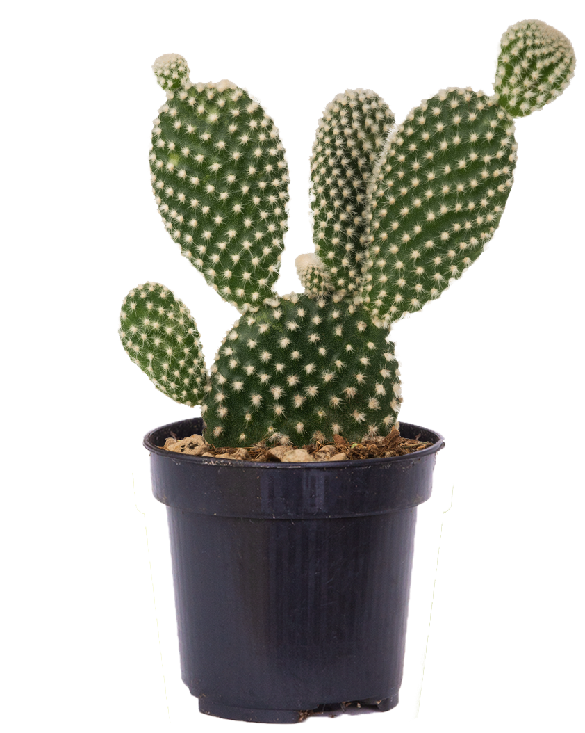 Opuntia Microdasys | Bunny Ears Cactus (S)