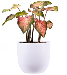 Caladium | Candyland (M)