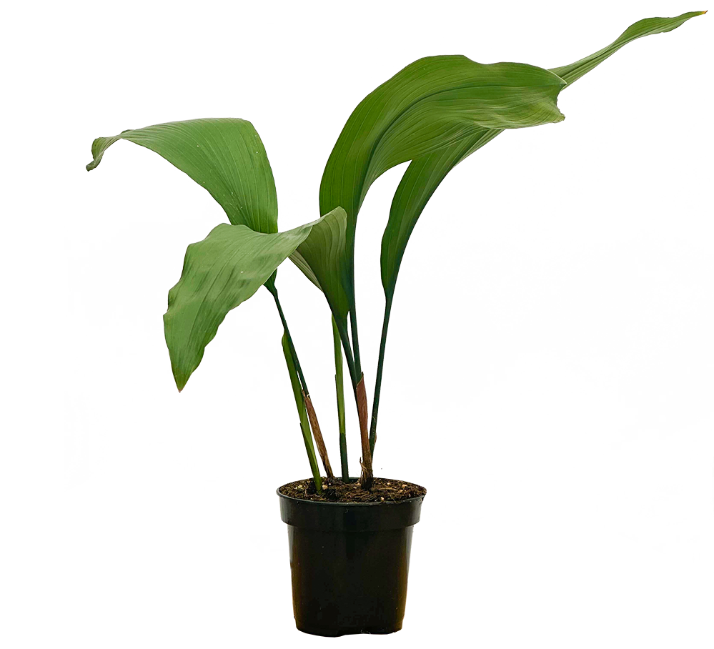 Aspidistra | Cast Iron Plant (S)