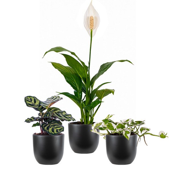 cozy plant Cozy Bundle