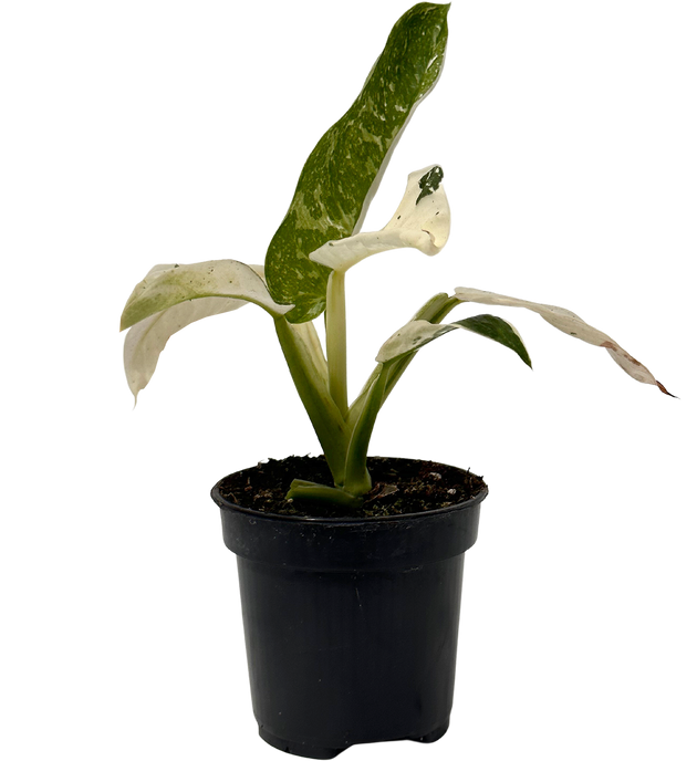 jose buono philodendron for sale Variegated Philodendron Jose Buono | 4" Pot | Easy Care Houseplant