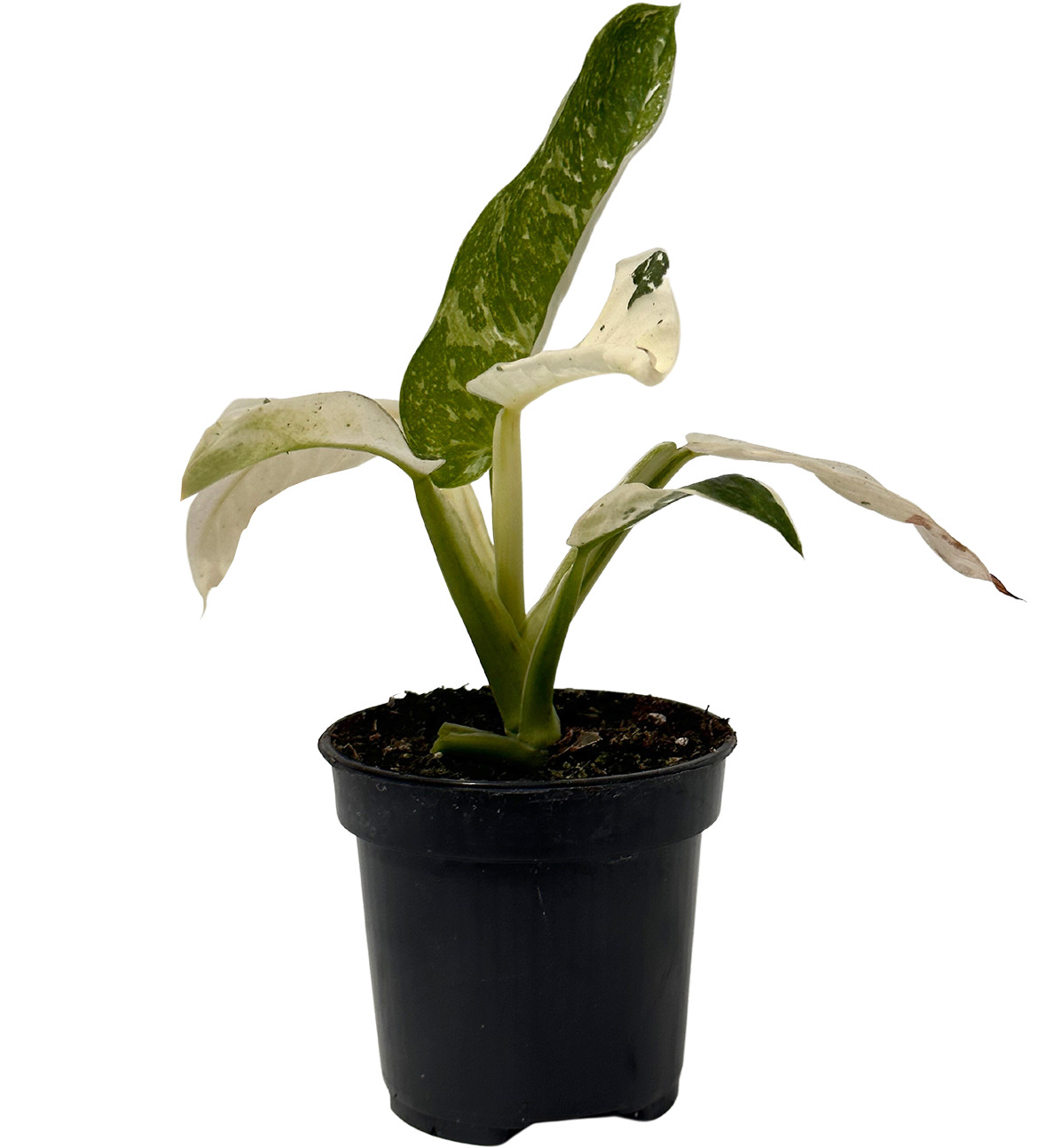 Variegated Philodendron Jose Buono (S)