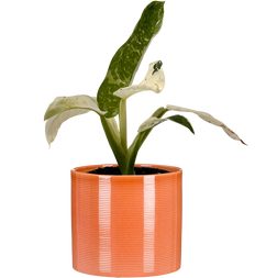 philodendron narrow flowers Philodendron Narrow | 4" Pot | Easy Care Houseplant