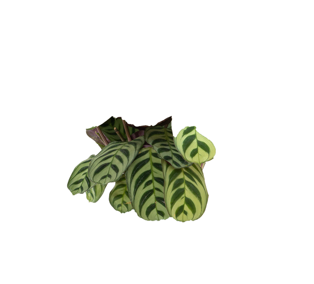 burle marx prayer plant Ctenanthe Burle Marx | Prayer plant | 4" Pot | Pet Friendly Houseplant