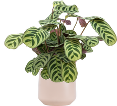 Ctenanthe Burle Marx | Prayer Plant (S)