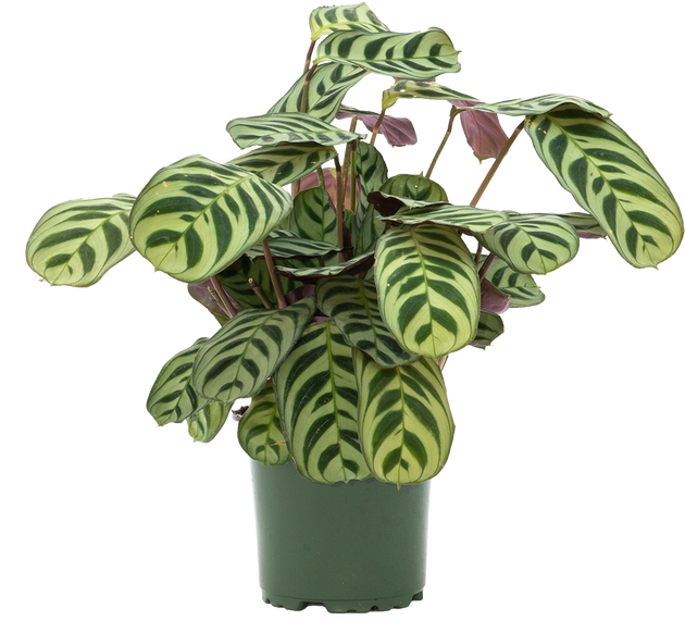 burle marx prayer plant Ctenanthe Burle Marx | Prayer plant | 4" Pot | Pet Friendly Houseplant