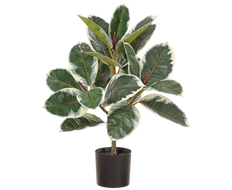 Artificial Rubber Tree | Ficus Elastica (L)