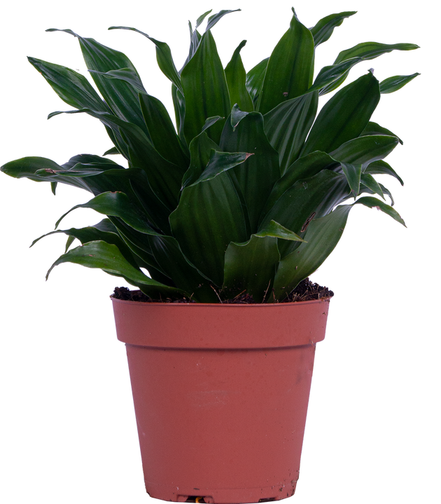 dracaena janet craig compacta pet safe Dracaena Janet Craig Compacta (S)