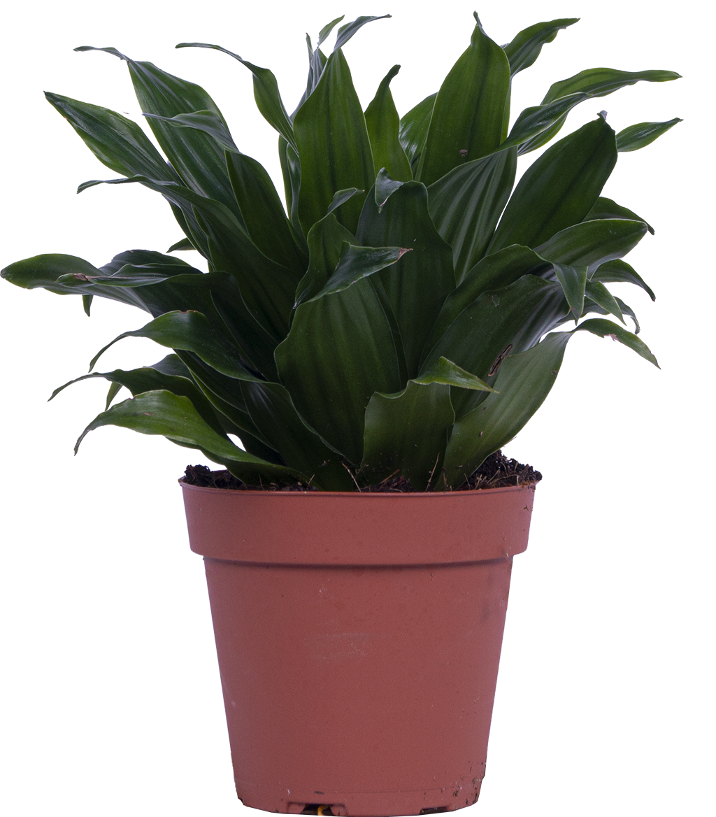 Dracaena Janet Craig Compacta (S)