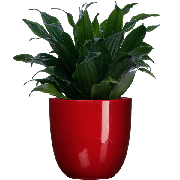 dracaena janet craig care Dracaena Janet Craig Compacta (S)