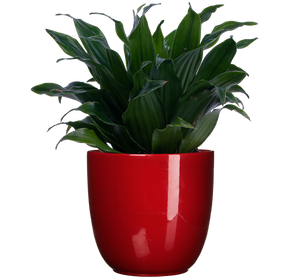 small dracaena plant Dracaena Janet Craig Compacta | 4" Pot | Easy Care Houseplant