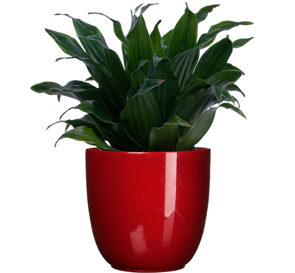 Dracaena Janet Craig Compacta | 4