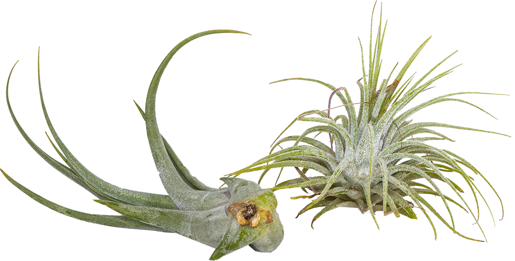 Tillandsia Ionathae + Circinata