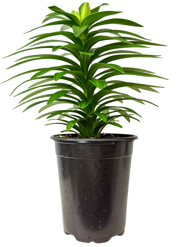 is easter lily an indoor plant Lilium Longiflorum | Easter Lily | 6" Pot | Easy Care Houseplant