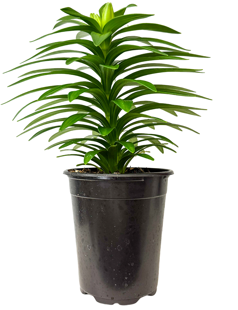 Lilium Longiflorum | Easter Lily (M)