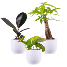 dig it succulent trio Succulent Trio - Assorted | | Easy Care Houseplant
