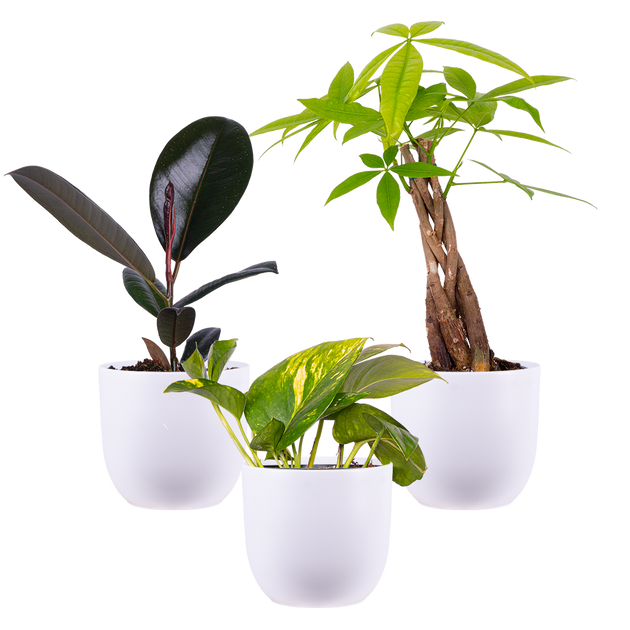 pots for hoya plants Hoya Trio - Assorted | Easy Care and Pet Friendly Houseplants
