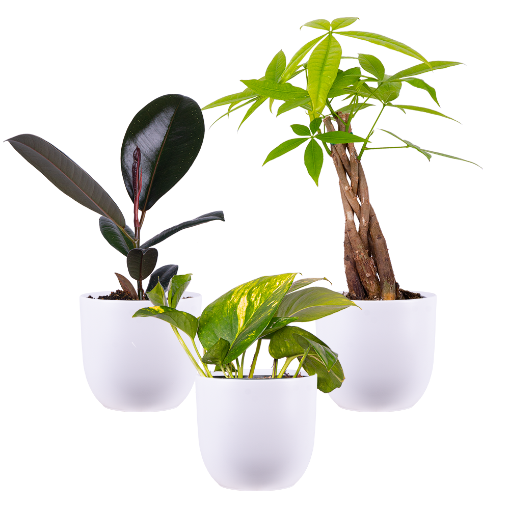 Easy Care Trio - Assorted (S) | White Pots