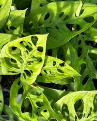 monstera epipremnoides Monstera Epipremnoides | Esqueleto Swiss Cheese | 4