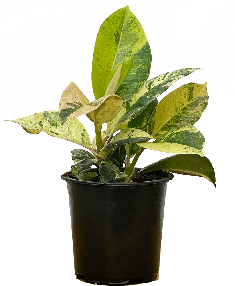 Ficus Shivereana Moonshine | Rubber Tree (S)