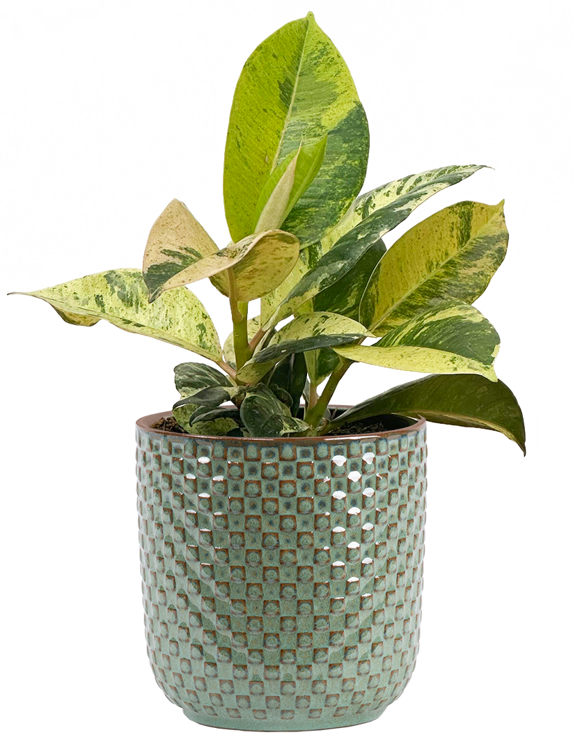 rubber tree moonshine Ficus Shivereana Moonshine