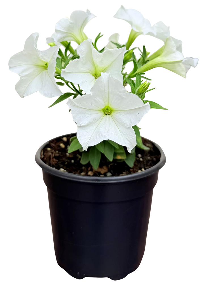 Firefly Petunia | Glow-in-the-Dark Petunia (S)