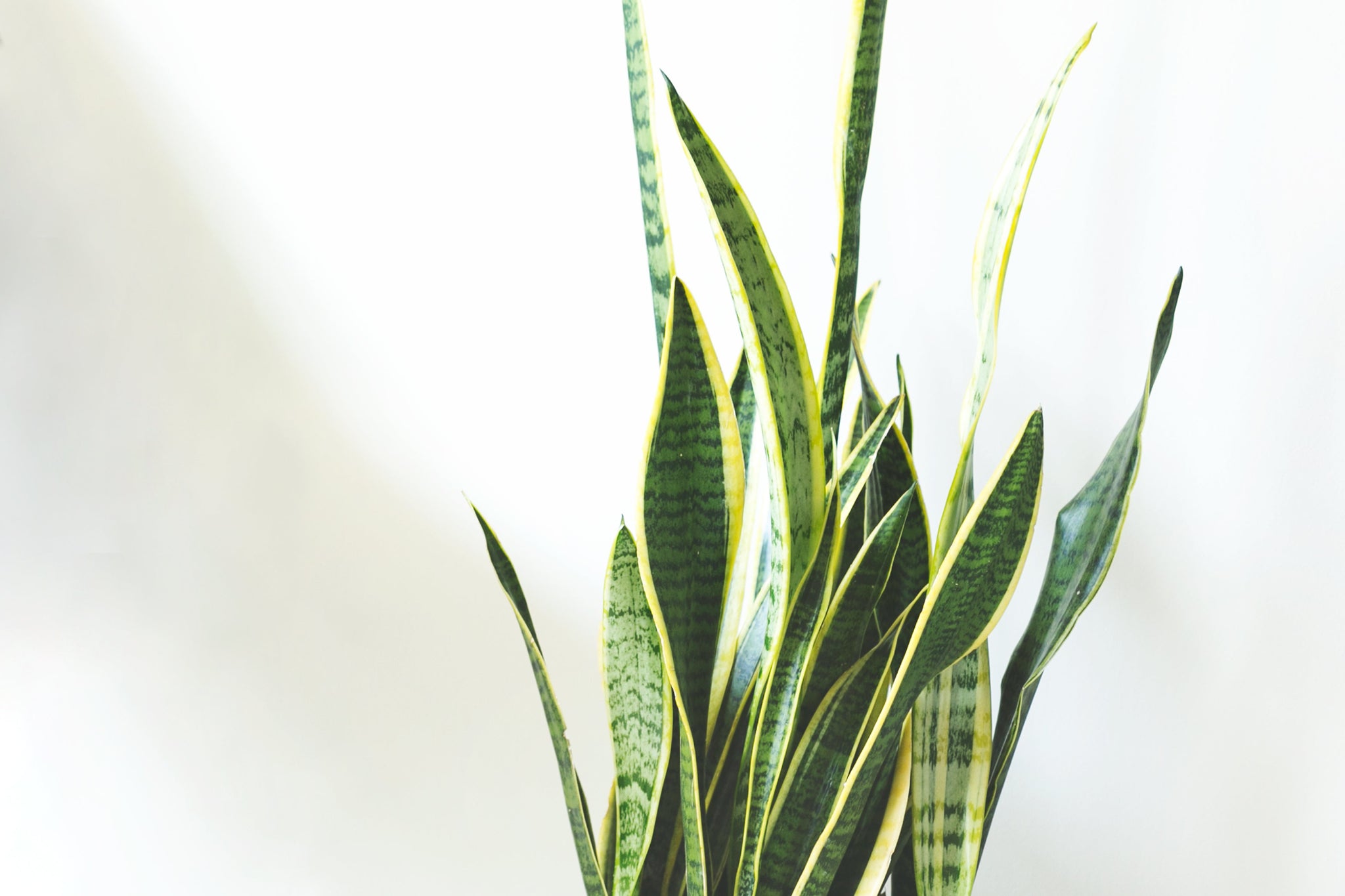 Looking for a Sansevieria (or Snake Plant)?