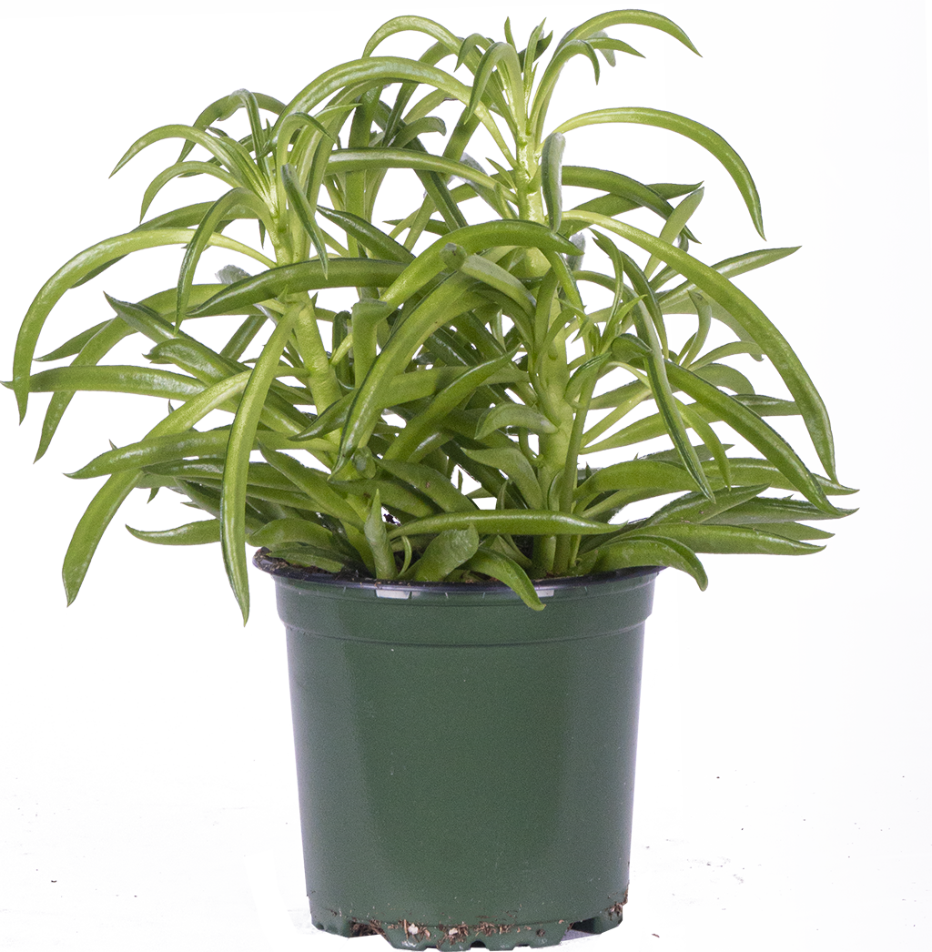 Peperomia Ferreyrae (S) | Happy Bean