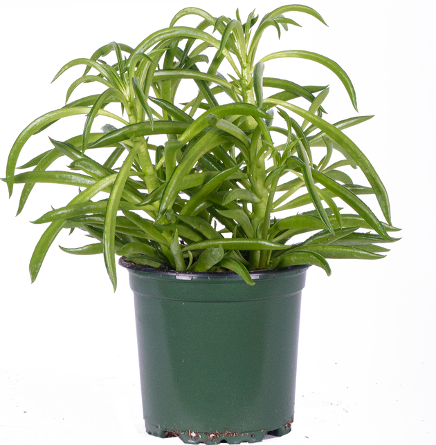 Peperomia Ferreyrae | Happy Bean | 4" Pot | Pet Friendly And Easy Care  Houseplant | Plantsome