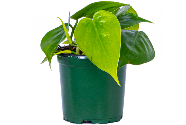 caring for an philodendron cordatum Philodendron Cordatum | Green Heartleaf | 4" Pot | Easy Care Houseplant