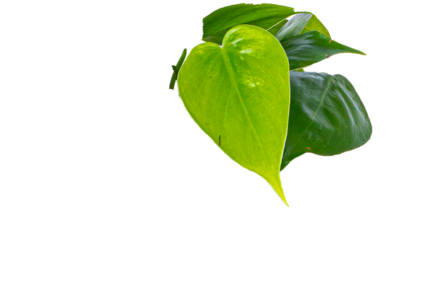 green heart leaf philodendron care Philodendron Cordatum | Green Heartleaf | 4" Pot | Easy Care Houseplant