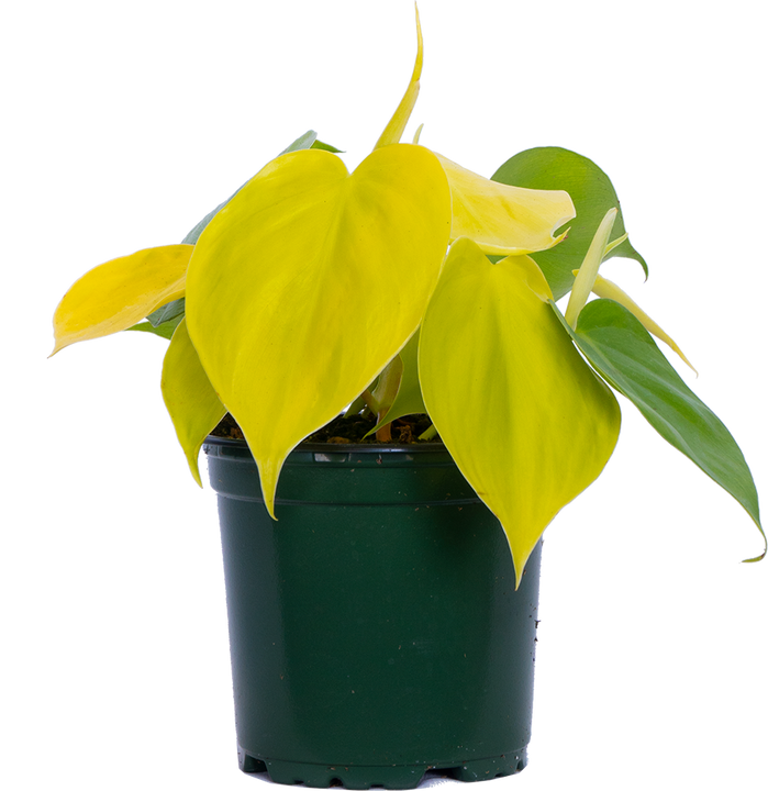Philodendron Hederaceum 'Lemon Lime' | Neon Heartleaf Philodendron (S)