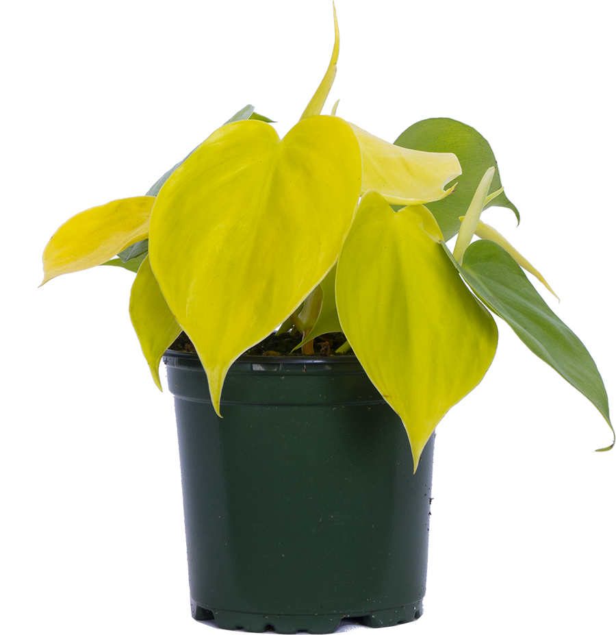 Philodendron Hederaceum 'Lemon Lime' | Neon Heartleaf Philodendron (S)